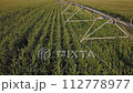 Agricultural aerial view of pivot irrigation in cultivated corn field 112778977