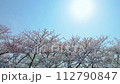 藍天、櫻花和陽光 112790847