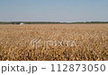 corn field ready for harvest in the valley of Missouri River near Peru, Nebraska, windy fall scenery 112873050