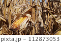 closeup of corn field moved by breeze ready for harvest in the valley of Missouri River near Peru, Nebraska, fall scenery 112873053