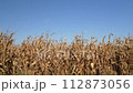 corn field moved by breeze ready for harvest in the valley of Missouri River near Peru, Nebraska, fall scenery 112873056