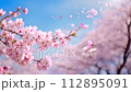 満開の桜と桜吹雪 112895091
