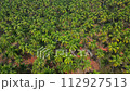 Aerial top view on tropical beach with green palm trees under sunlight Drone view 112927513