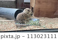 お食事中のプレーリードッグ 113023111