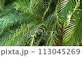 Palm leaves swaying in the wind lit by sunrays 113045269