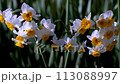 Narcissus 113088997