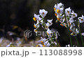 Narcissus 113088998