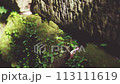 苔むした岩肌にゆらめくシダの影 113111619