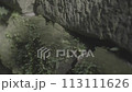 苔むした岩肌にゆらめくシダの影_LOG撮影 113111626