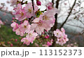 在春天般的花園裡，櫻花樹上盛開的櫻花。 113152373