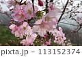在春天般的花園裡，櫻花樹上盛開的櫻花。 113152374