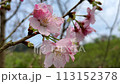 在春天般的花園裡，櫻花樹上盛開的櫻花。 113152378