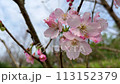 在春天般的花園裡，櫻花樹上盛開的櫻花。 113152379