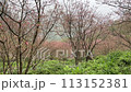 春天的天空花園裡，沿著山路，櫻花樹盛開，樹上櫻花盛開。 113152381