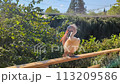 A white pelican perched on the zoo fence in Prague, inviting visitors for an unexpected and friendly interaction. 113209586