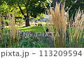 Vienna's central park, a serene oasis where distant people relax on the grass. In the foreground, beautiful swaying grass adds tranquility 113209594