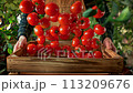 Super Slow Motion Shot of Tomatoes Falling into Wooden Box Held by a Farmer in the Garden at 1000fps 113209676