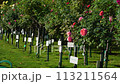 Vienna, Austria, October 2023. Rose Garden in Schoenbrunn Palace Park. People dedicate a note and a bush of flowers to their loved ones 113211564