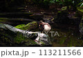 A gray little duck preens its feathers in a small pond at Prague Zoo, adding vibrant beauty to its surroundings. 113211566