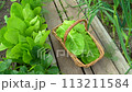 lettuce leaves grow in a greenhouse. Lettuce leaves are collected in a basket for healthy and dietary malate. Fresh and sustainable farm products 113211584
