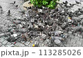 Pigeons flocking to food someone has scattered 113285026