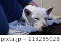 A dozing white Kishu dog and its owner petting it 113285028