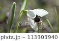 Snowdrop pollinated by bee during early spring in forest. Snowdrops, flower, spring. White snowdrops bloom in garden, early spring, signaling end of winter. Slow motion, close up, soft focus 113303940