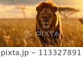 獅子 113327891