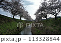 Drone shot of cherry blossom trees along a stream 113328844