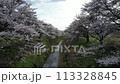 Drone shot of cherry blossom trees along a stream 113328845