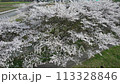 Drone shot of cherry blossom trees along a stream 113328846