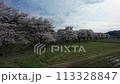 Drone shot of cherry blossom trees along a stream 113328847