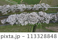 Drone shot of cherry blossom trees along a stream 113328848