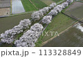 Drone shot of cherry blossom trees along a stream 113328849