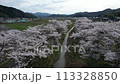 Drone shot of cherry blossom trees along a stream 113328850