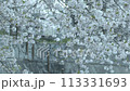 4K　桜の映像 113331693