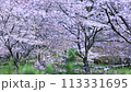 4K　桜の映像 113331695