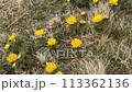 福寿草 113362136