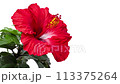 赤いハイビスカスが開花する白背景4Kタイムラプス ターンテーブルで回しながら撮影 113375264