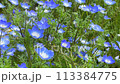 Nemophila 113384775