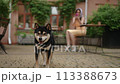 Slow motion. In the foreground, a small black and white dog approaches the camera. In the background, out of focus, a woman in a headscarf shoot at the dog with a mobile phone camera. 113388673