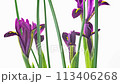 Time-lapse of growing blue, purple bouquet of irises flower.  113406268