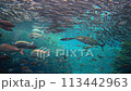 [Underwater material] Underwater image of the Sea of Japan [Niigata Prefecture] 113442963