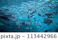 [Underwater material] Underwater image of the Sea of Japan [Niigata Prefecture] 113442966