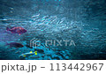 [Underwater material] Underwater image of the Sea of Japan [Niigata Prefecture] 113442967