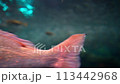 [Underwater material] Underwater image of the Sea of Japan [Niigata Prefecture] 113442968