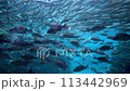 [Underwater material] Underwater image of the Sea of Japan [Niigata Prefecture] 113442969