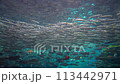 [Underwater material] Underwater image of the Sea of Japan [Niigata Prefecture] 113442971