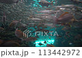 [Underwater material] Underwater image of the Sea of Japan [Niigata Prefecture] 113442972