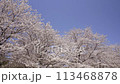 Cherry blossoms in full bloom in a park in Ebina City, Kanagawa Prefecture 113468878